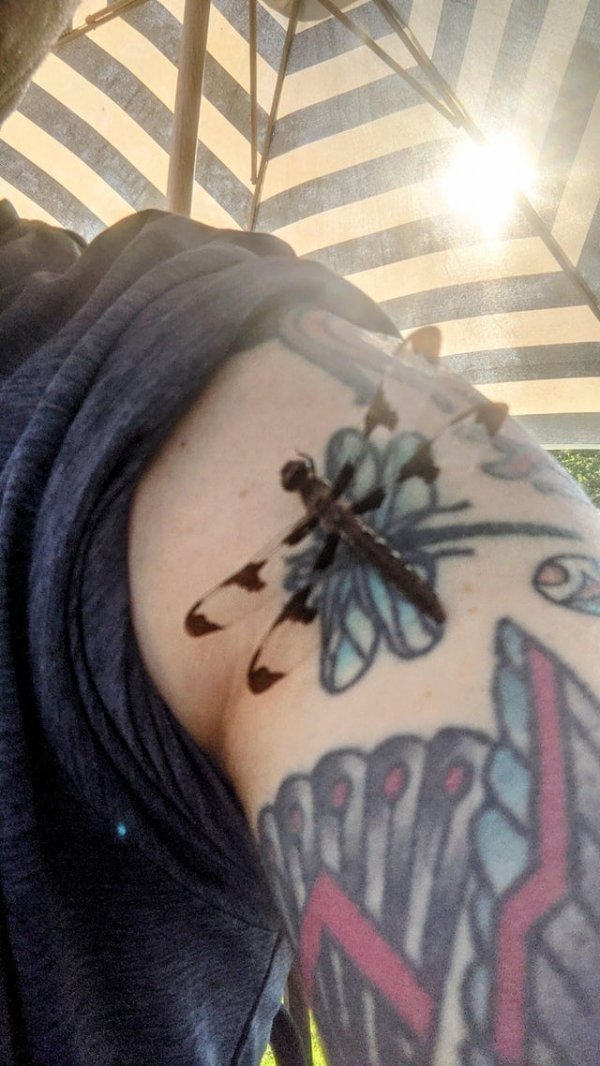 Стрекоза приземлилась на татуировку стрекозы
