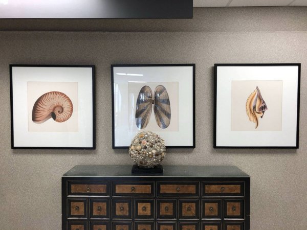 Картины ракушек, которые напоминают головной мозг, лёгкие и сердце