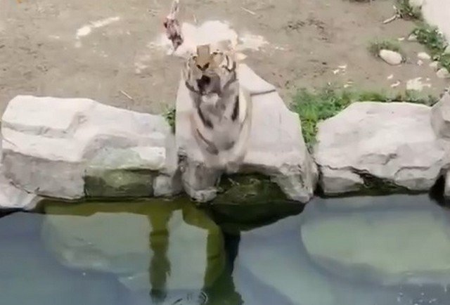 Милота дня: тигры прыгают в бассейн, чтобы поймать кусок мяса