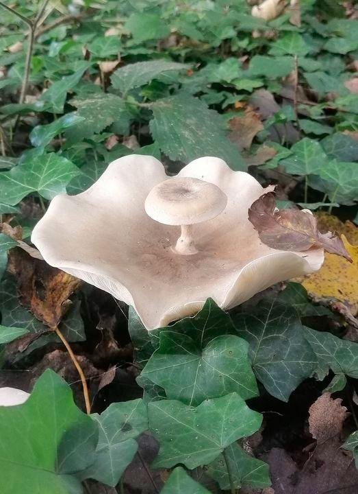 Грибок на грибке в результате мутации rosecomb