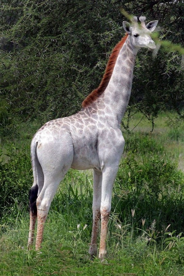 Жираф Омо с лейкизмом