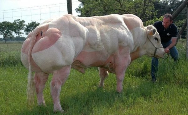 А вот как эта мутация выглядит на быке