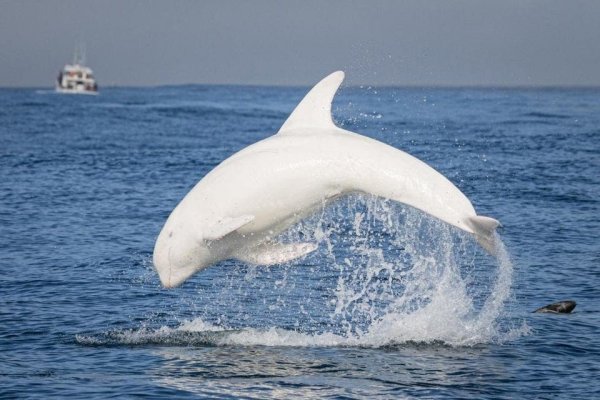 Уникальный белый дельфин по имени Каспер
