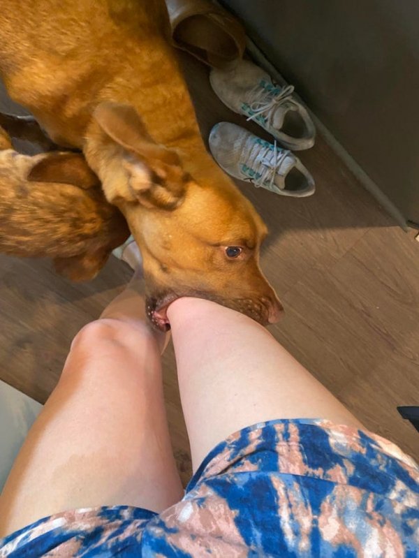 Пёс моего друга нежно хватает пастью колено, когда рад тебя видеть