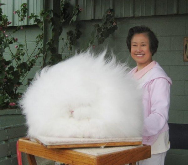 Самый пушистый кролик в мире
