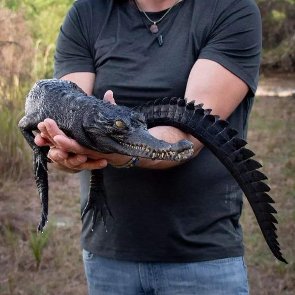 Чёрный тонкорылый крокодил