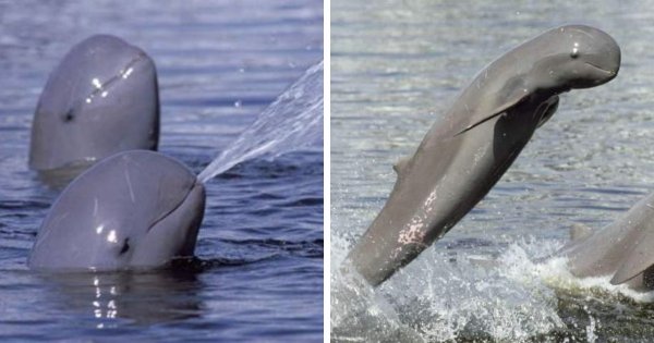 Редкий иравадийский дельфин