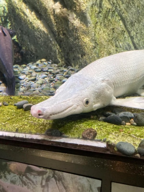 Белая рыба, похожая на крокодила, называется миссисипским панцирником
