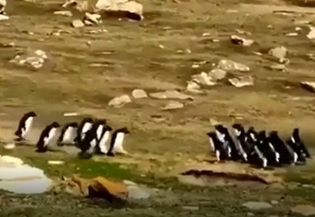Встретились как-то две стаи пингвинов
