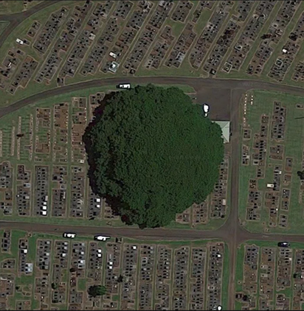 Спутниковый снимок огромного дерева под названием Альбиция Саман