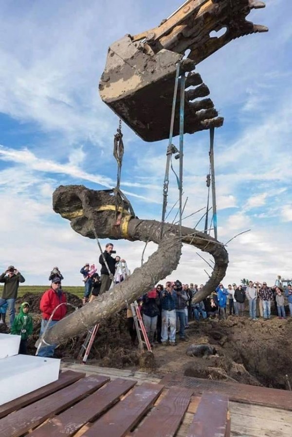 Мичиганский университет извлекает череп шерстистого мамонта на фермерском поле