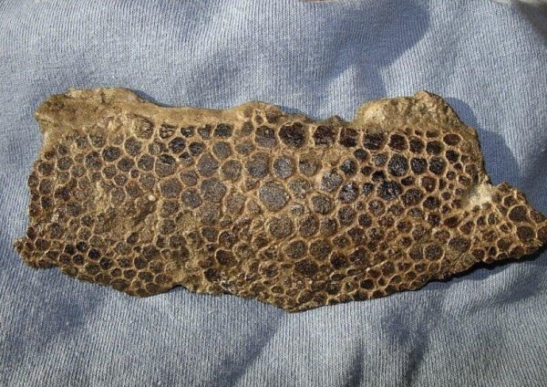 Это кусок мумифицированной кожи эдмонотзавра, выкопанный в Монтане, США