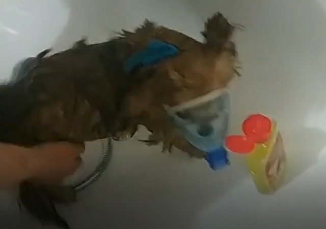 Интересный способ помыть злую собаку