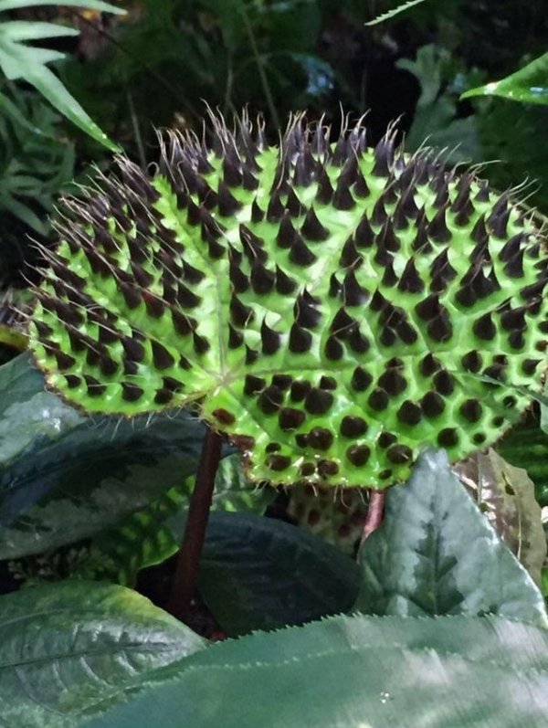 Бегония Ферокс — уникальное растение, чьи листья похожи на шкуру дракона