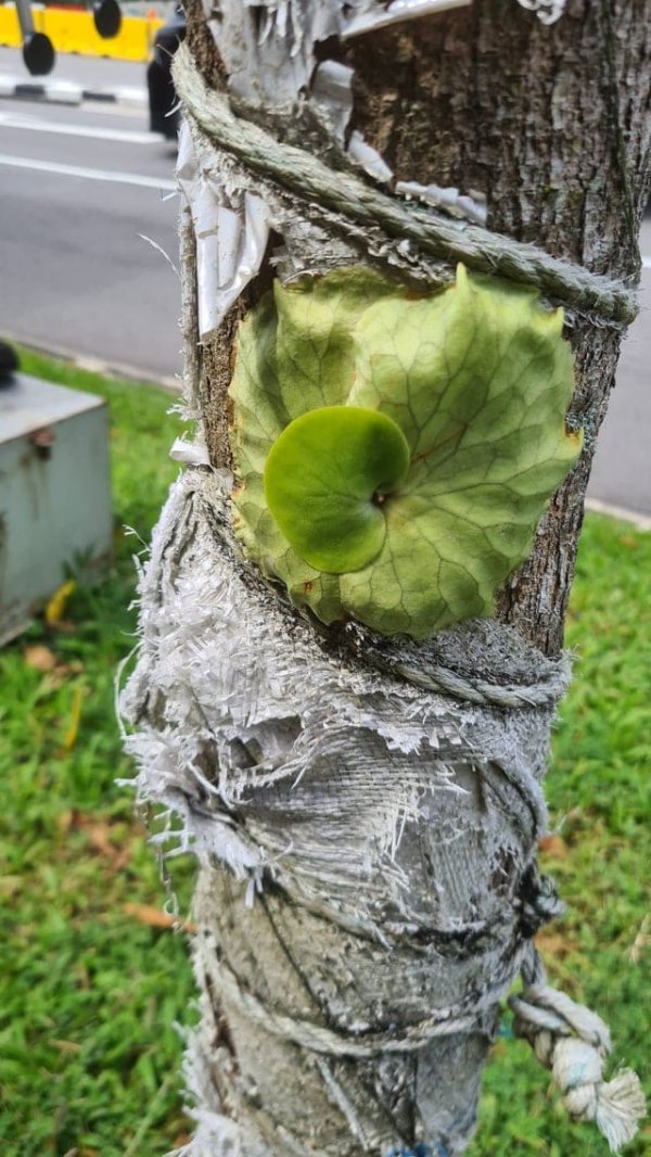 Олений папоротник — тропическое растение, которое селится на деревьях и камнях