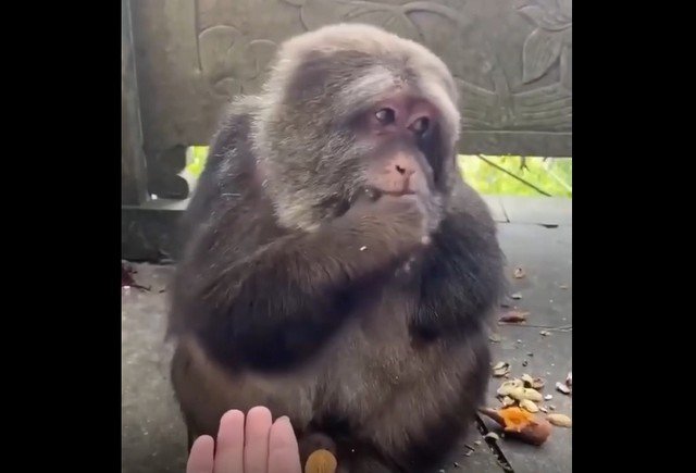 Однорукая обезьяна Синсин стала героем соцсетей