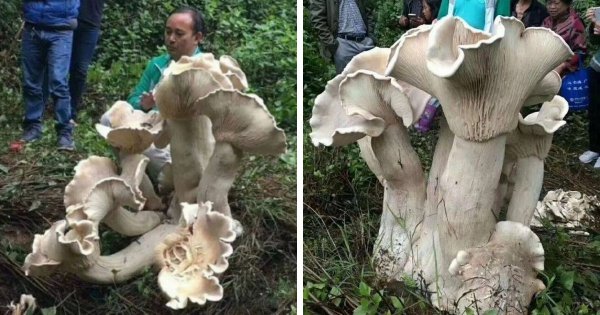 Житель Китая нашёл съедобного гиганта