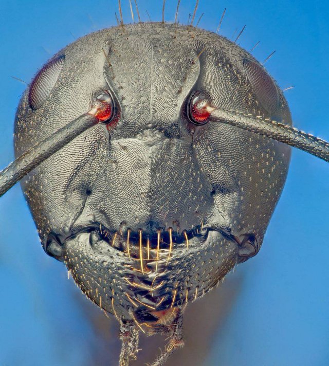 Как выглядит лицо муравья под микроскопом