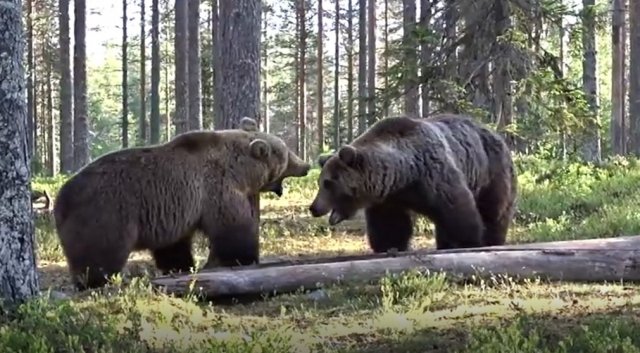 Серьезная разборка двух медведей