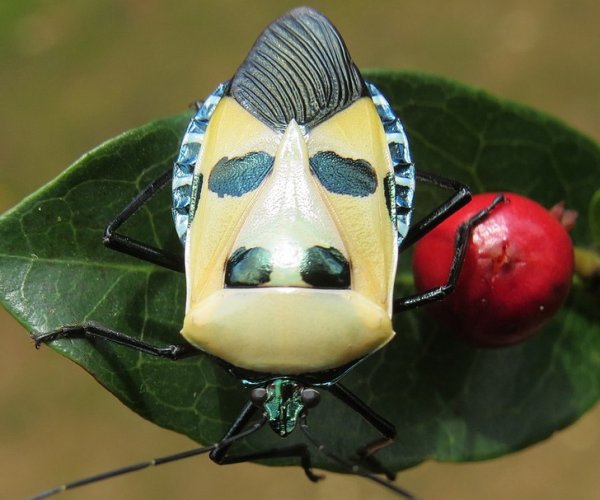 Насекомое Catacanthus incarnatus в простонародье прозвали «жук с человеческим лицом» из-за его окраса