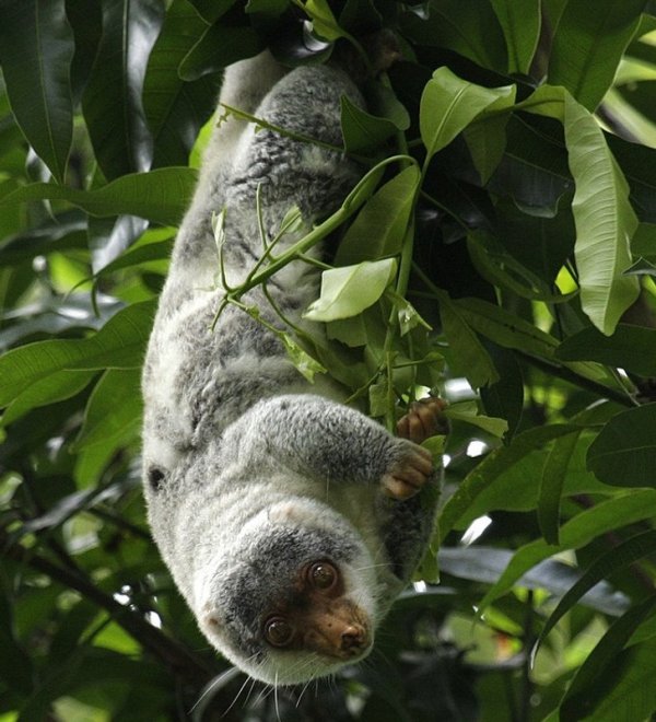 Пятнистый кускус. Этот зверек спит на деревьях, свернувшись калачиком и накрывшись листьями, как одеялом
