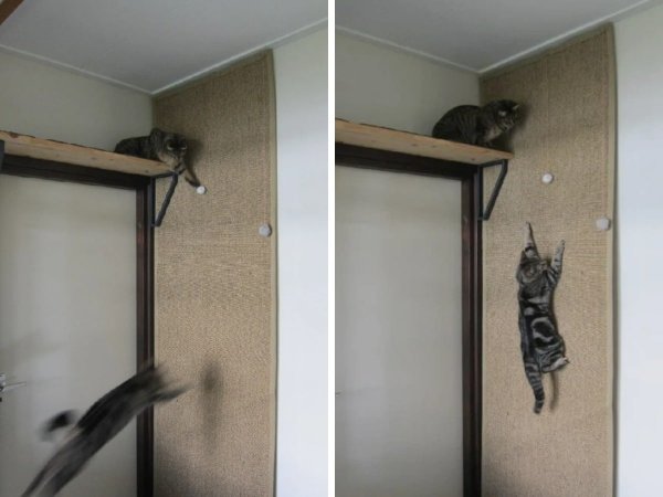 Мягкая стенка для кошек, по которой можно лазать и прыгать