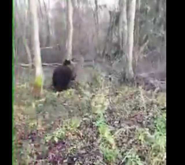 Мужчина встретился в лесу с медведем и отпугнул его криком
