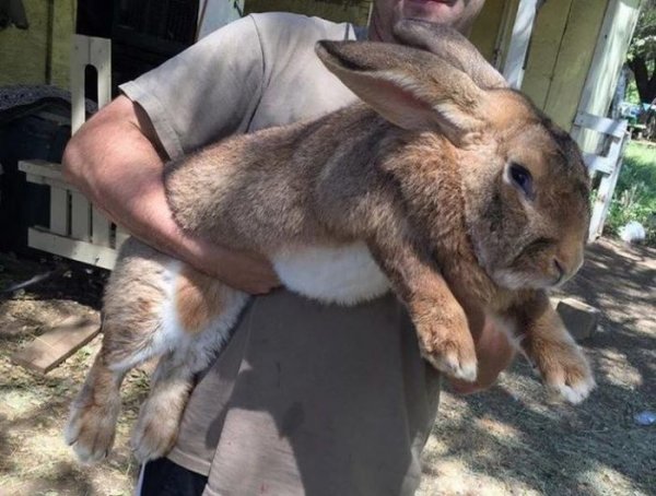 Бельгийский великан — самая крупная порода домашних кроликов