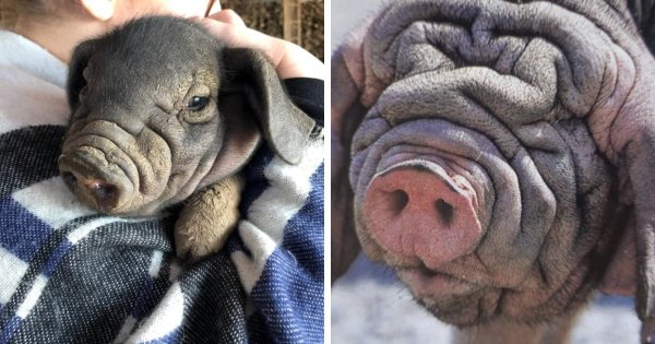 Свиньи породы мейшан, напоминающие мопсов