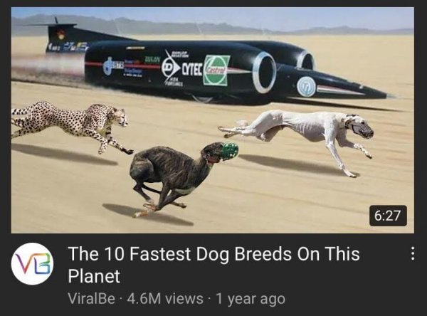 «Десять самых быстрых пород собак на этой планете»