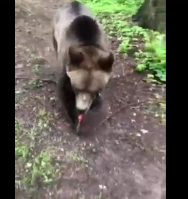 Что делать, если встретили в лесу медведя? Странный способ