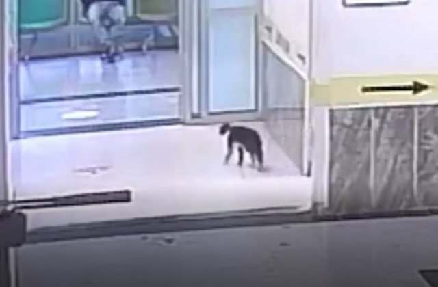Кот с травмой сам пришел в клинику Стамбула