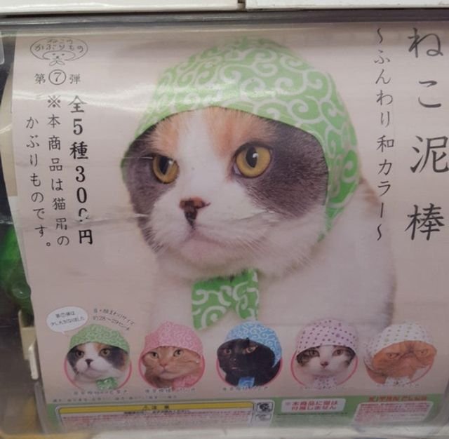 В японской Осаке в магазинах вам предложат большой выбор бандан для котов