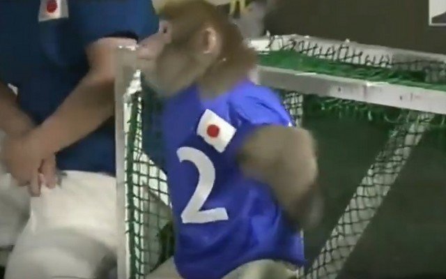 Такой футбол нам нужен - как играют настоящие обезьяны