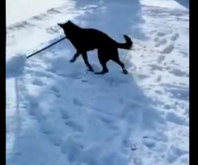 Пес, убирающий снег