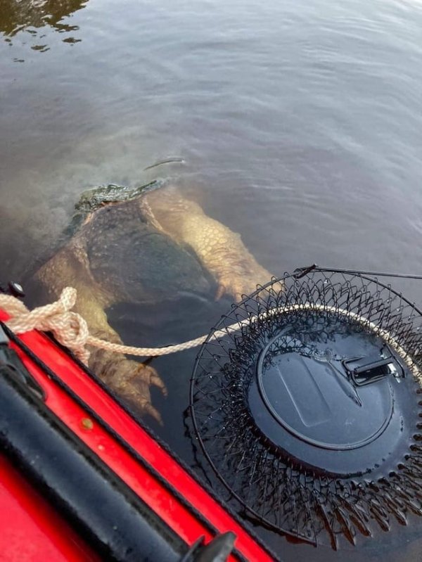 Большая каймановая черепаха всплывает рядом с рыбацкой лодкой