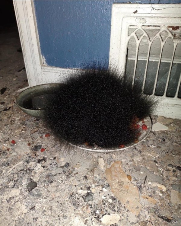 Чёрная игольчатая плесень, которая появилась в миске с кошачьей едой