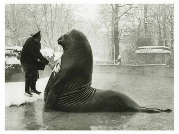 Морской лев Роланд принимает снежную ванну, 1930 год