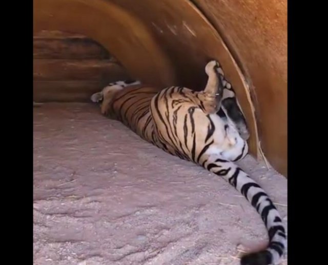 Как просыпается огромный тигр