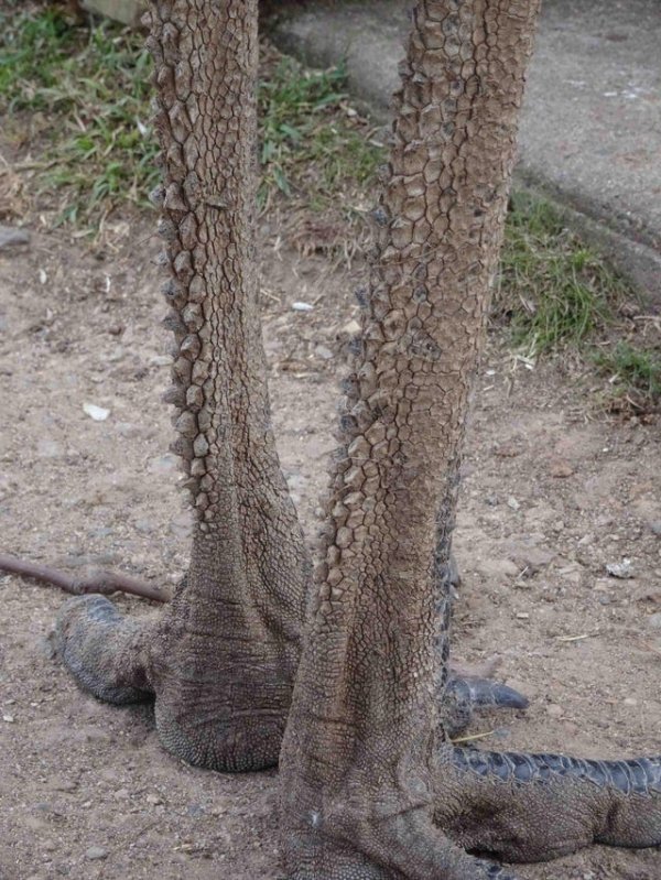 Задняя часть ног страуса эму