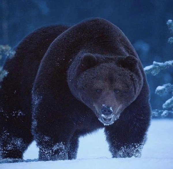 Огромный медведь гризли