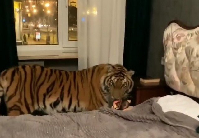 Ничего необычного, просто тигр в номере отеля в Петербурге
