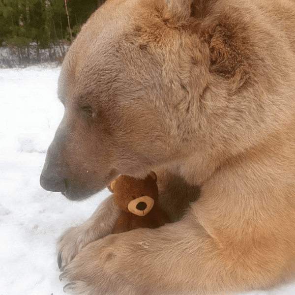 Братец-медвежонок
