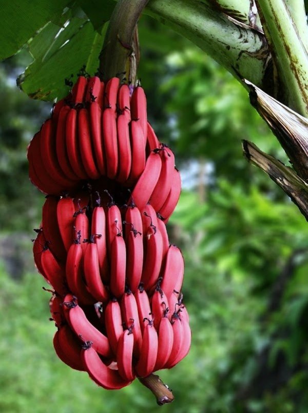 Красные бананы