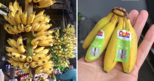 Señorita — самый маленький банан