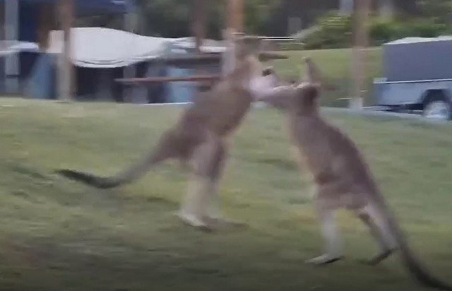 Бой между кенгуру: ничего эпичнее вы сегодня не увидите
