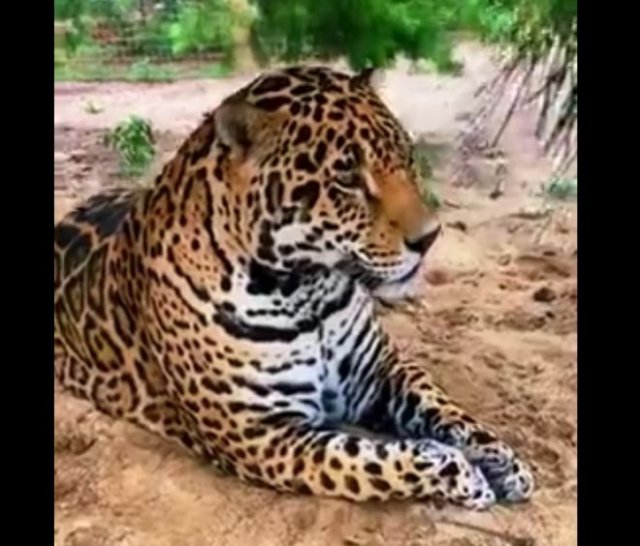 Невероятно красивый и добрый ягуар