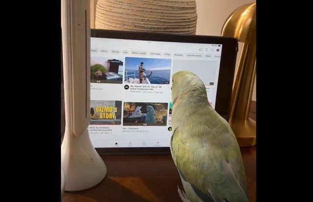 Попугай нашел прикольное видео в Сети