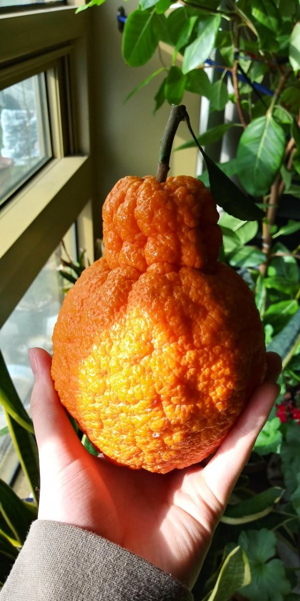Гигантский апельсин, внешне похожий на грушу