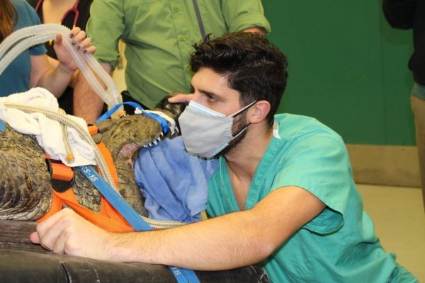 Ветеринар достаёт из пасти нильского крокодила ботинок, который тот накануне проглотил
